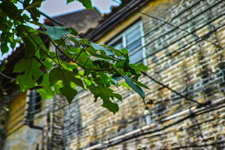 leaves in an old street of Foshanのeditorial素材