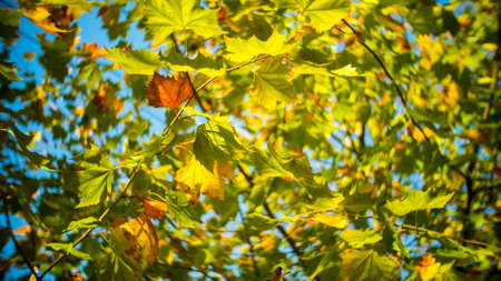 leaves of fall in Qingdao