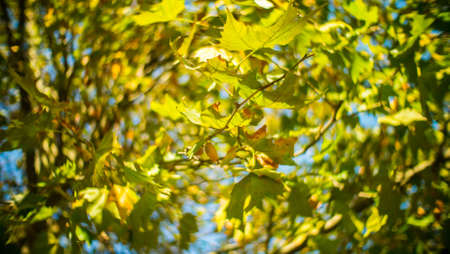 leaves of fall in Qingdaoの写真素材
