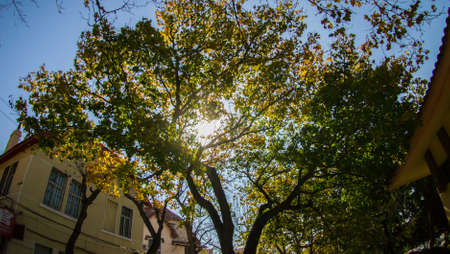 a tree in Qingdaoのeditorial素材