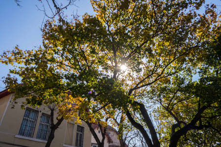 Qingdao \ 's autumn