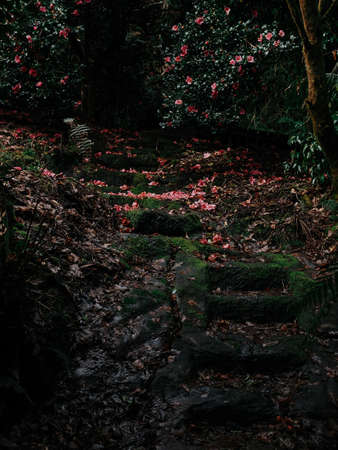 Dark Path through a garden unused for many yearsの写真素材