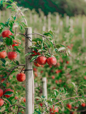 Apples hanging on a tree at an apple orchardの写真素材