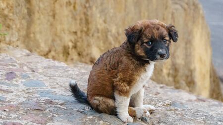 brown puppy sitting looking at cameraの写真素材