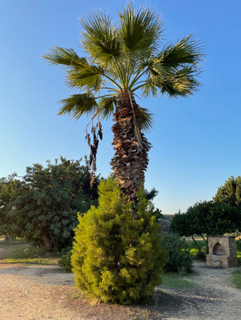 Palm tree in the garden, Palma de Mallorca, Spainの写真素材