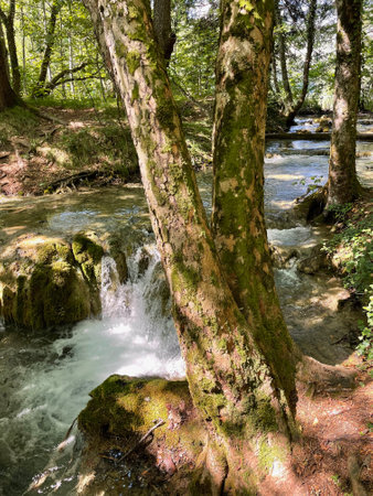 Mossy trees on the banks of a mountain river in the forestの写真素材
