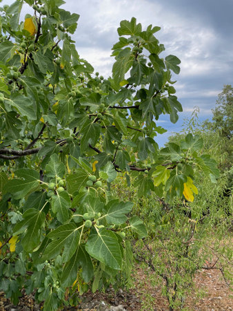 Fig tree with fruits and leaves in the summer, close-upの写真素材
