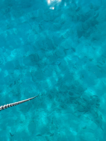 Crocodile swimming in the turquoise sea water.の写真素材