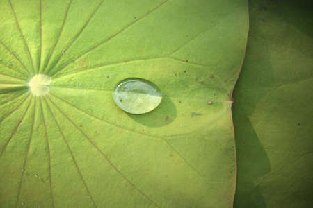 Lotus Leaf