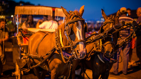 Istanbul, Turkey - August 10, 2013: Horse carts of Prince Islands in Istanbul, Turkey
