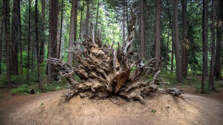 SAN FRANCISCO, CA - August 13, 2014:  Roots and trunk of a fallen Sequoia tree, Yosemite National Park, Californiaのeditorial素材
