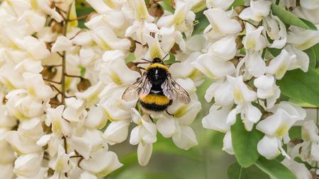 A wild bee collecting nectar on white flowersのeditorial素材