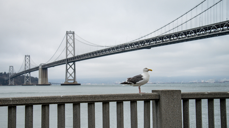 SAN FRANCISCO, CA - August 06, 2014: Thick fog covering Golden Gate Bridgeのeditorial素材