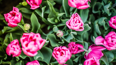 Beautiful bouquet of tulips with a tulip bud in Istanbul during Tulips Festivalの写真素材