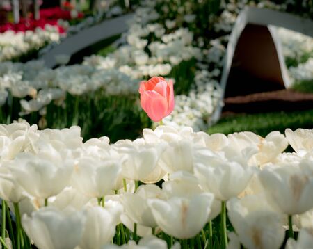 Single Red Tulip among white tulips in springのeditorial素材