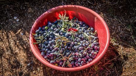 Antalya, Turkey - October 2013: Olives harvest picking in farmer basket at Mediterraneanの写真素材