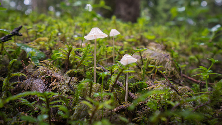 Giresun Turkey - July 2016: Couple of tiny mushrooms on the moss in a forestのeditorial素材