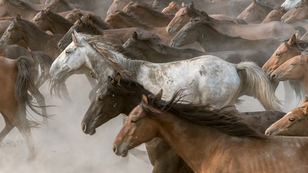 Turkey, August 2017: Horses run gallop in dust
