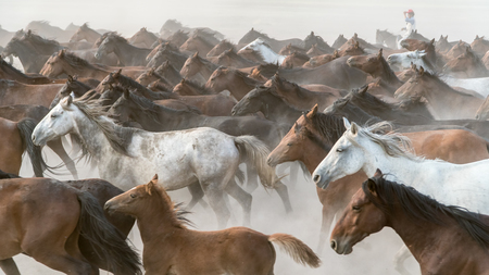 Kayseri, Turkey, August 2017: Horses running gallop n group in dustの写真素材