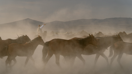 Kayseri, Turkey, August 2017: Horses running gallop n group in dustの写真素材