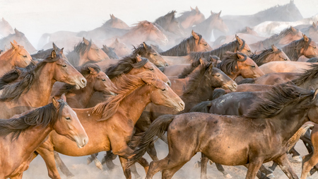 Kayseri, Turkey, August 2017: Horses running gallop n group in dustのeditorial素材