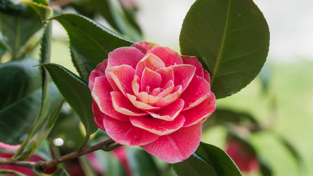 Pink Camellia flower blooming in the morning sunlight. Blooming flower of Camellia perfectly represents the spring and summer seasons.の写真素材