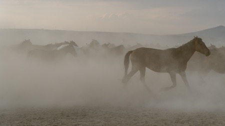 Kayseri, Turkey, August 2017: Horses running gallop in group in dustのeditorial素材