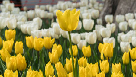 Tulip. Beautiful bouquet of tulips. colorful tulips. tulips in spring,colourful tulip with blurred backgroundの写真素材