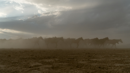 Kayseri, Turkey, August 2017: Horses running gallop in group in dustの写真素材