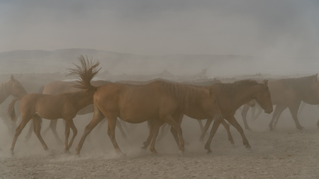 Kayseri, Turkey, August 2017: Horses running gallop in group in dustの写真素材