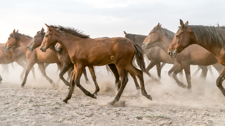 Turkey, August 2017: Horses run gallop in dustのeditorial素材