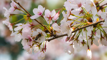 Tree branch in Spring with white flowersの写真素材