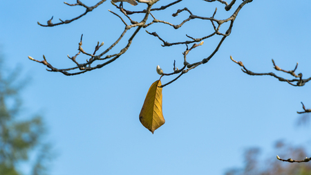 Single leaf left on a tree branch in autumnの写真素材