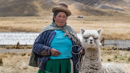Arequipa, Peru - September 2017: Peruvian woman with lama and alpaca.