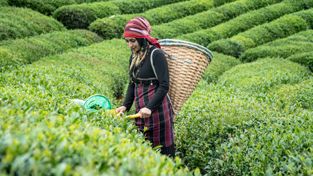 Rize, Turkey - July 2017: Unidentified Tea picker young girl tea garden Rize Turkey East Blackseaのeditorial素材