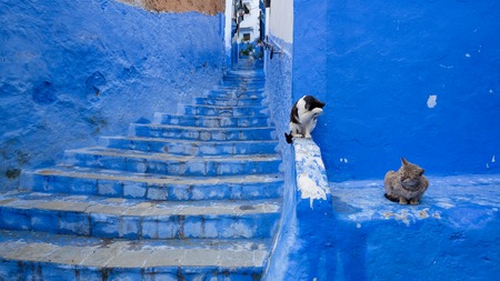 Chefchaouen, Morocco - April 2018: Stray cat spending time at the streets of Chefchaouen, Moroccoのeditorial素材