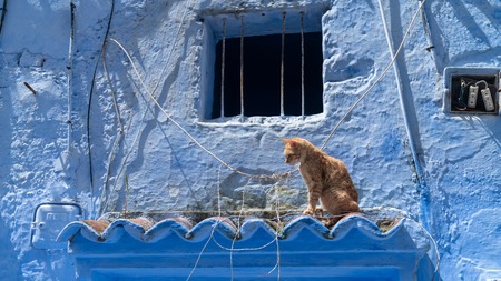 Chefchaouen, Morocco - April 2018: Stray cat spending time at the streets of Chefchaouen, Moroccoのeditorial素材
