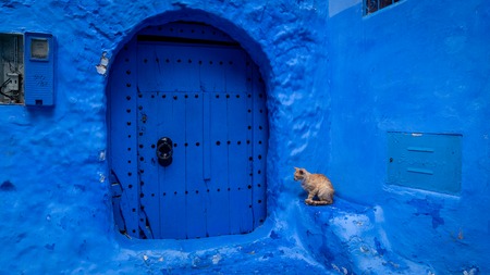 Chefchaouen, Morocco - April 2018: Stray cat spending time at the streets of Chefchaouen, Moroccoのeditorial素材