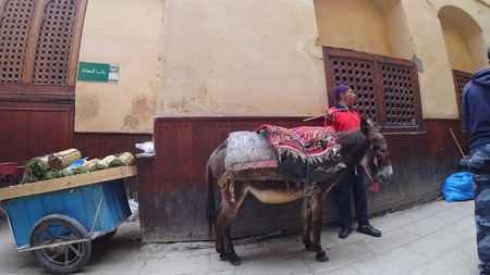 Fez, Morocco - April 2018: A donkey carrying a load of merchandise in the Fez medina, Moroccoのeditorial素材