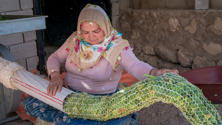 Adiyaman, Turkey - June 2018: Turkish local woman gathering tobocco leaves with a machine later to leave them to dry, Turkeyのeditorial素材