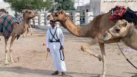 Doha, Qatar - February 2019: Qatari Police with camel who patrol the tourist Souk Waqifのeditorial素材