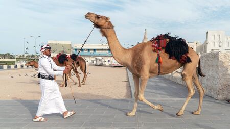 Doha, Qatar - February 2019: Qatari Police with camel who patrol the tourist Souk Waqif