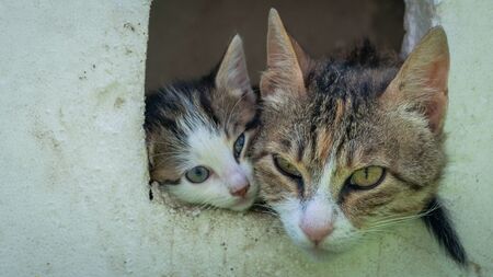 Mother cat with her kitten in a box, both sticking out their heads only.の写真素材