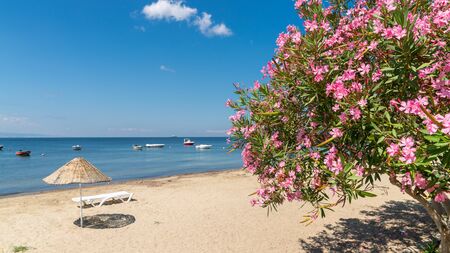 Beach of Erdek with beach umbrellas and pink flowers with a view of Sea of Marmaraの写真素材