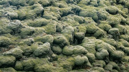 Moss covered lava fields, also known as green lava in Skaftareldahraun, Icelandの写真素材