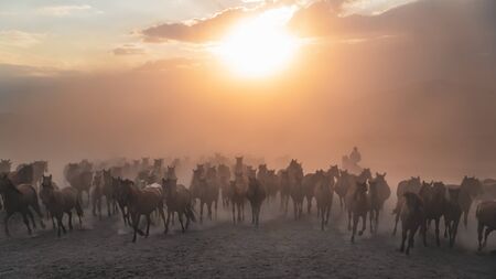 Kayseri, Turkey - November 2019: Horses running and kicking up dust. Yilki horses in Kayseri Turkey are wild horses with no ownersの写真素材