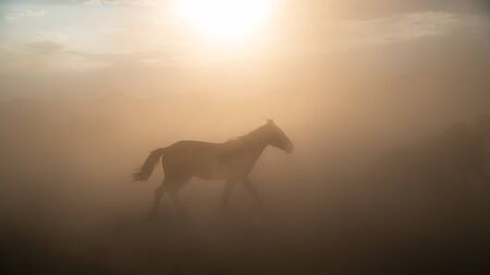 Kayseri, Turkey - November 2019: Single horse running and kicking up dust. Yilki horses in Kayseri Turkey are wild horses with no ownersの写真素材