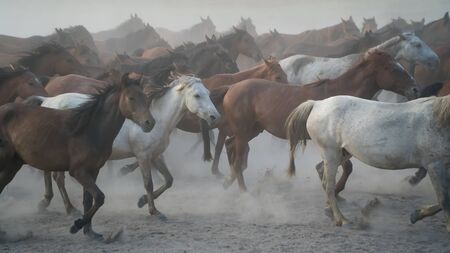 Kayseri, Turkey - August 2017: Horses running and kicking up dust. Yilki horses in Kayseri Turkey...