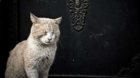 Cat sleeping standing infront of a historical iron door, Istanbul, Turkeyの写真素材