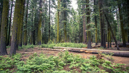 Yosemite CA USA - August 2014: Yosemite National Park Panoramic landscapeの写真素材